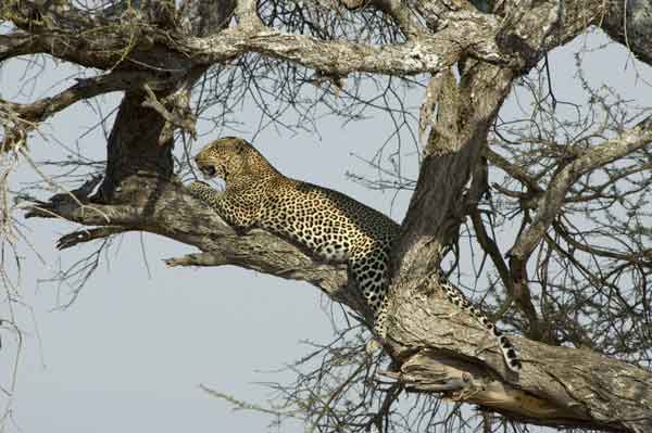 03 - Tanzania - Leopardo - parque nacional de Tarangire